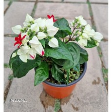 덴드롱 반려식물 봄꽃, 1개