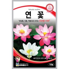 세계종묘 연꽃 씨앗 10립 다년생 수초 연꽃씨 종자, 1개