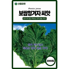 보쌈청겨자 씨앗 2000립 잎이 부드럽고 톡쏘는 맛이 좋은 고급 우수품종 종자, 1개