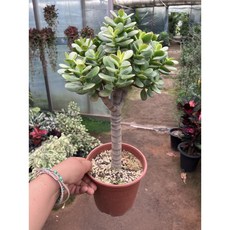 [근이네식물원] 염자외목대, 1개