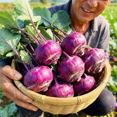 [타임초특가] 농장직송 고당도 청정제주 콜라비, 1박스, 2kg