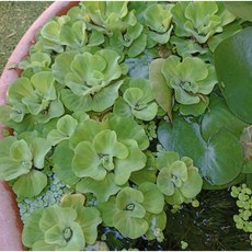 溪湖孔雀魚 水芙蓉 水生植物 (水上葉) 耐熱 漂浮水族 售分株, 4個