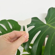 화분 이름표 식물이름표 친환경 생분해 새싹 [행운팟], 5개, 실버그레이