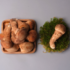 천지고 국내산 참송이버섯 특대과 산지직송, 1개, A급 500g