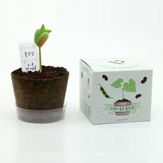 학습 식물화분 배양토 지피포트 관찰일지 강낭콩씨앗, 본상품
