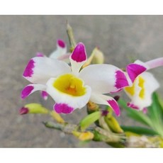 Den pendulum腫節石斛/短短小小的就能開花/山採高芽株/蝴蝶蘭環境/勿直曬不通風/1.7吋, 1個