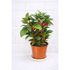 언제나봄 천냥금 공기정화식물돈들어오는 식물, 1개, 기본