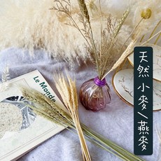 乾燥花素材 鄉村風小麥燕麥稻穗, 一份米杏