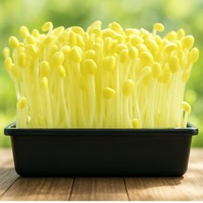 기찬드림 아삭아삭 국내산 콩나물 특품, 1개, 4kg