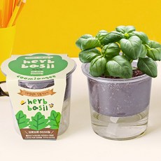 저면관수 식물키우기 - 파릇파릇 허브바질/원예세트, 1개, 상세페이지 참조