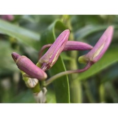 [꽃밭에서 난원] 석곡(핑크석곡 보급종 2개), 2개