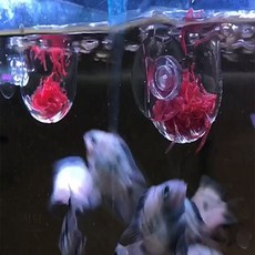 서담 생먹이 피딩컵 먹이공급기, 아크릴피딩컵
