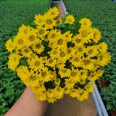 [무지개꽃/색상선택] 미니 국화 (꽃크기 3cm 소국 화분), 01. 노란색 (스위프티 옐로우), 1개