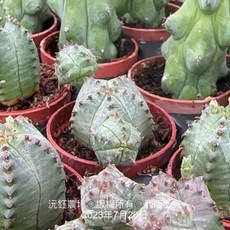 沅鈺農場 仙人掌 一吋盆栽 - 子吹布紋球 多肉植物 療癒盆栽 辦公室小物