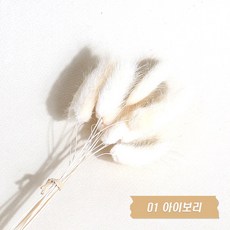 화연양화 프리저브드플라워 선별 라그라스 강아지풀 10개입, 01 아이보리