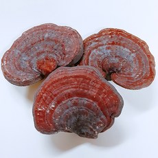 [자연의숨] 국내산 영지버섯 200g, 1개