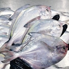 국산 병어 횟감 생물병어 손질병어 급냉 생물 참병어, 1개, 생물 병어 1kg(8-10미)