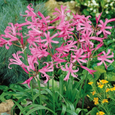 [나은식물원]9.[네리네 구근] 보우데니-1구