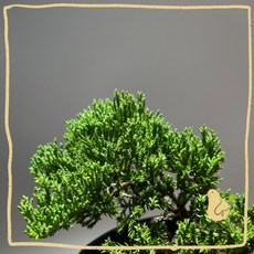 歪皮植物真柏小樹木 觀葉植物 雨林植物 觀葉入門款 居家室內辦公室植物交換禮物, 1個