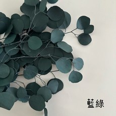 花藝夢 大圓尤加利葉 小份販售 永生乾燥花材 圓葉尤加利不凋花藝素材, 藍綠