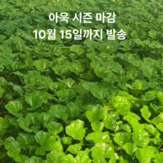 국내산 아욱 2키로 4키로 당일채취 아욱채소 나물 제철야채 생 아욱나물 반찬 아욱된장국 [바오팜], 1박스, 2kg