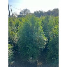 霏霏園藝超美超胖肖楠 高6尺 寬80-90公分 庭院景觀植物首選