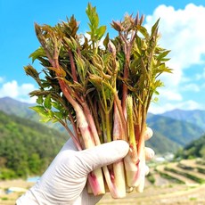 [최상급원물] 만족도1위 국산 땅두릅, 1kg, 1박스