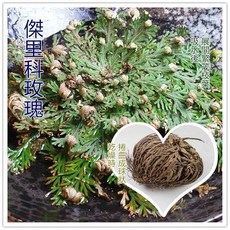 傑里科玫瑰 (復活花) - 愛情魔法 金錢魔法 聖哲曼, 1個, 小