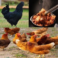 토종닭 2.4kg내외 오골계 백숙용 생닭 [티백 증정] 볶음탕 제사용닭 생오리 시골토종 몸보신용 주문손질 [17시이전주문 당일발송], 3.토종암닭 2k내외