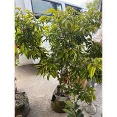 霏霏園藝 鵝蛋荔枝樹，含運，貨到付款, 1個