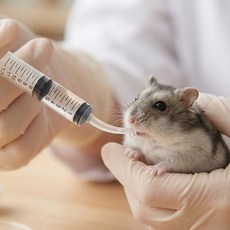 도마뱀 먹이 피딩 주사기 파충류 약 주사기, 1개