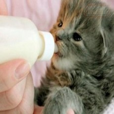 펫 젖병세트 고양이젖병