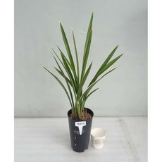 황용관/4촉 6촉/동양난/취미난/고급난/동양란전문/그린난농원, 황용관4촉, 1개