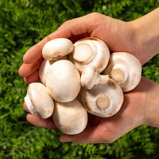 부여군 양송이버섯 송이아저씨 HACCP 양송이버섯, 1개, 양송이버섯 최상품, 500g