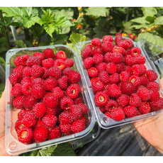 산딸기 25년 수확 햇 산딸기 산지직송 500g 1kg, 1개, 500g(2팩)