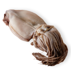 에스와이수산 구룡포 피데기 원양산 반건조오징어 5미, 1개, 5미 550G 내외