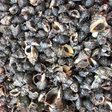 안면도 자연산 바다고동 대숙 미니고동 맵고동 3키로, 4kg, 1개