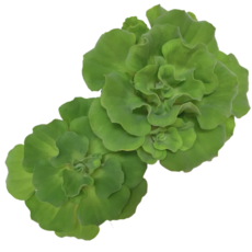 [수초명장] 목련 물배추 7뿌리 달팽이 이끼 없는 수초 구피 새우 물고기 은신처 어항 수초 잘 자라는 부상 수초 수생 식물, 1세트