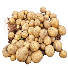 [자연바구니] 왕특감자 행사 국내산 포슬포슬 타박감자 5kg 1개, 5kg 대