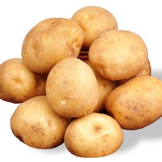 [푸르젠] 포슬포슬 감자, 1개, 감자 5kg (대)