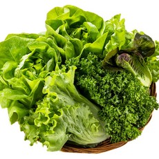 [GAP인증] 당일수확 유러피안 샐러드(4종), 1kg, 1개