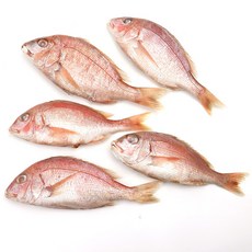 자갈치닷컴 냉동도미 도미, 1개, 28~31cm전후 5마리