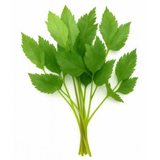 맛통령 국내산 당귀잎, 1개, 400g