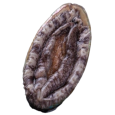 친절한이서방 왕특대 활전복 완도 전복 직거래, 1박스, (중) 12-13미 500g