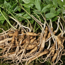 [한국명품산삼] 진짜 지리산 2년근 산양삼 100% 산지직송 선물용 장뇌삼 산양산삼, 2년근 30뿌리, 1개, 3g