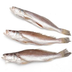 자갈치닷컴 반건조 민어조기 (뾰조기) 손질생선, 반건조민어조기 (뾰조기) 3P 32~34cm, 3개
