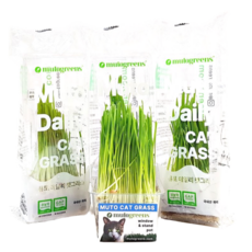 [묶음팩] 뮤토 데일리 캣그라스 하루에 하나씩 꺼내서 바로 먹이는 고양이 풀 귀리, 70g, 2개