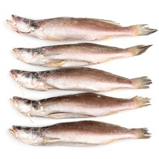 민어조기(뾰조기)4P 29~31cm전후 5마리 뾰족조기