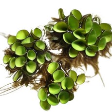 [모던아쿠아] 살비니아 쿠쿠라타 부상 수초 / 치어 수초 / 새우 수초 / 수질정화식물, 12개