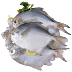 어부백서 국내산 병어 자연산 병어 1kg 급냉, 1개